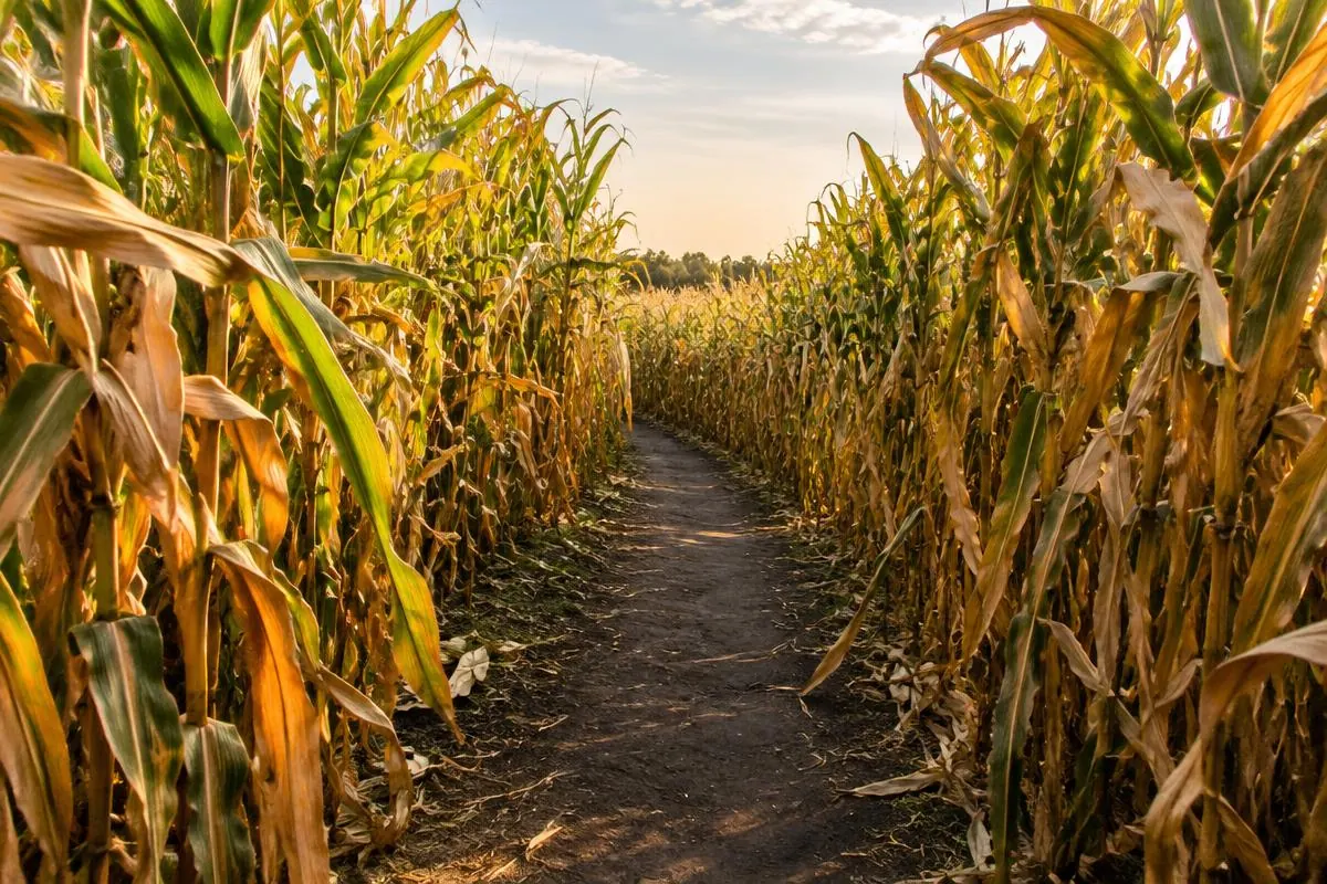 Corn Maze category illustration